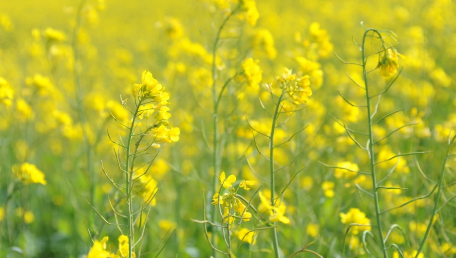 Поля. Алтайский край. Сельское хозяйство. Урожай. Рапс.