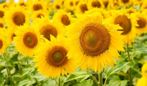 Поля. Алтайский край. Сельское хозяйство. Урожай. Подсолнухи.