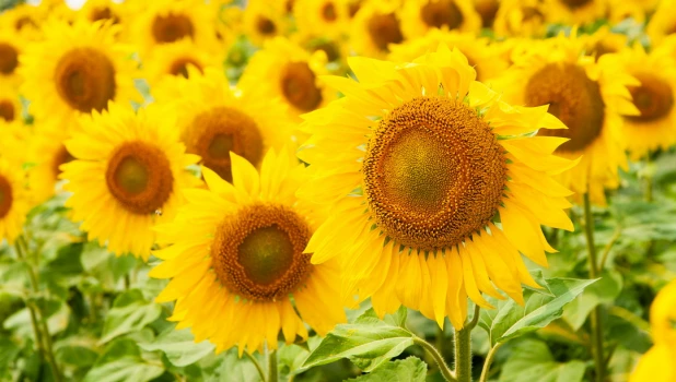 Поля. Алтайский край. Сельское хозяйство. Урожай. Подсолнухи.