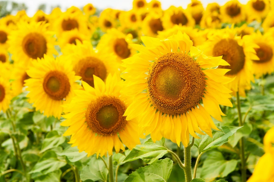 Поля. Алтайский край. Сельское хозяйство. Урожай. Подсолнухи.