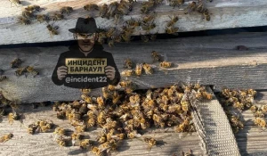 Химикаты с полей погубили тысячи пчел на пасеках