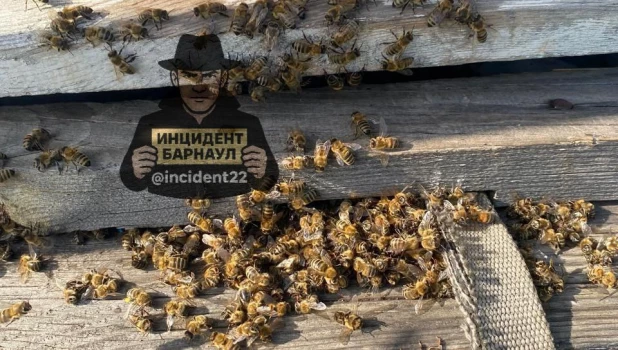 Химикаты с полей погубили тысячи пчел на пасеках