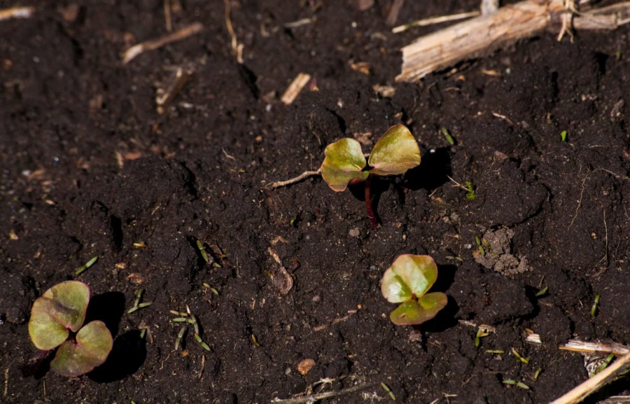 КХ Александра Перова