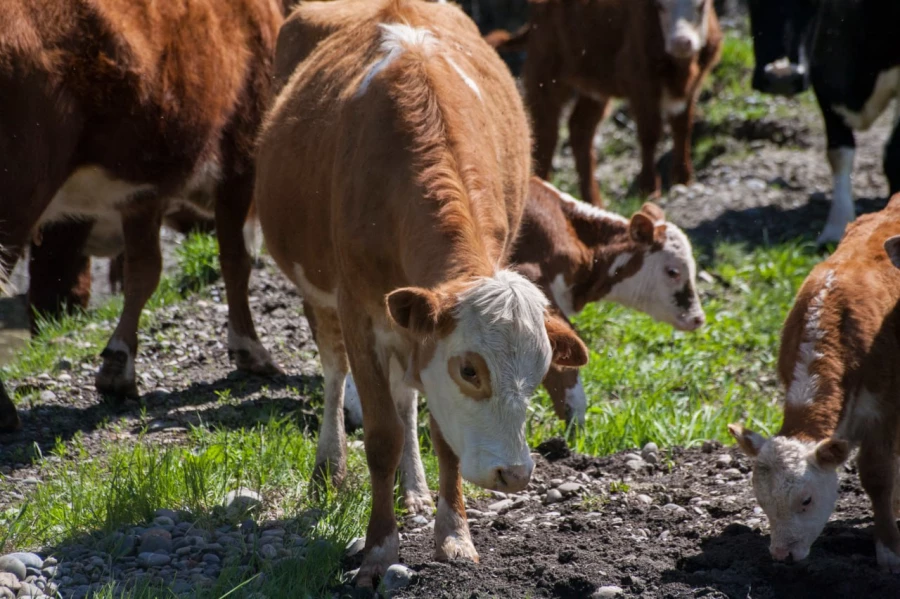 КХ Александра Перова