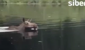 Сибиряк перепутал лося с капибарой.