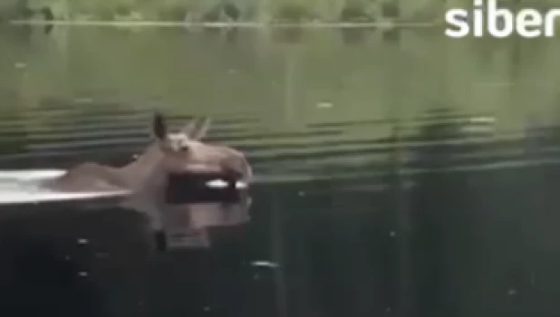 Сибиряк перепутал лося с капибарой.