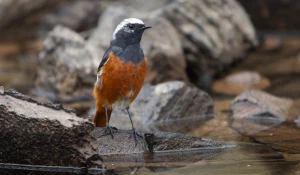 Краснобрюхая горихвостка в Сайлюгемском нацпарке 