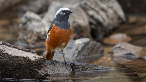 Краснобрюхая горихвостка в Сайлюгемском нацпарке 