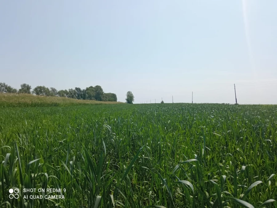 Органическое хозяйство.