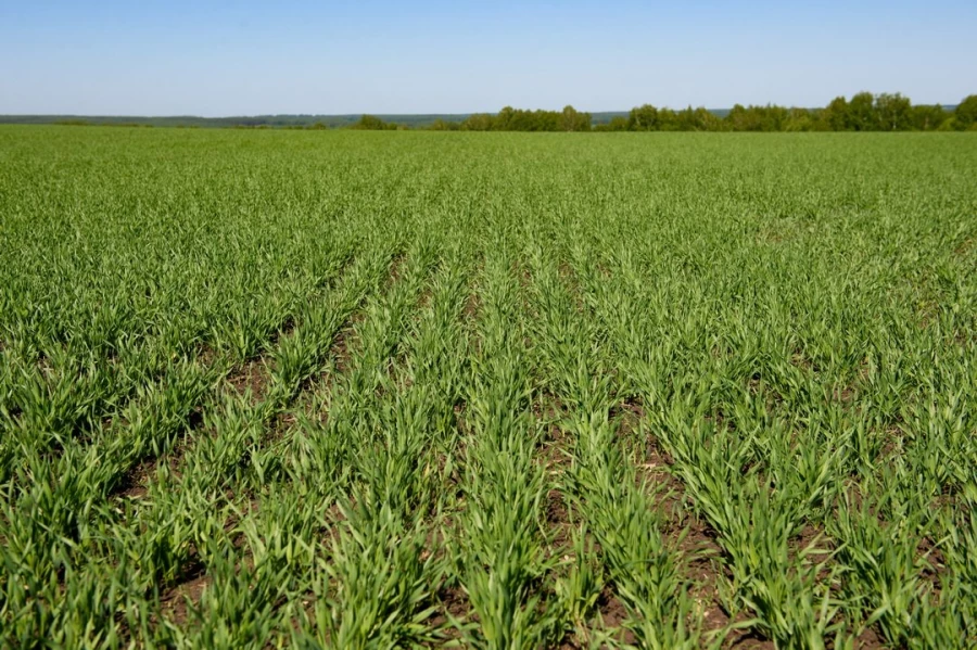 Посевная на полях &quot;Геи&quot;.