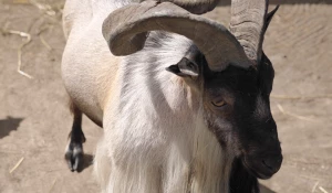 Махур Казбек в Барнаульском зоопарке.