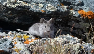Горная полевка