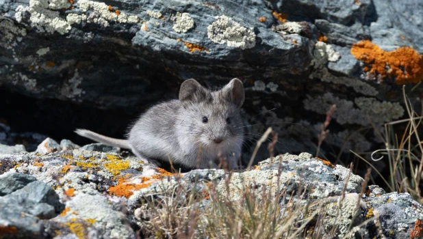 Горная полевка