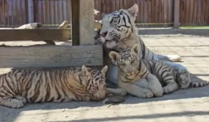 Семья белых тигров 