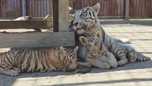 Семья белых тигров 