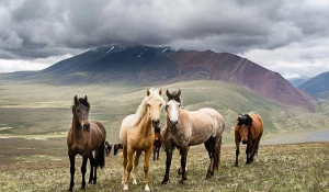 Лошади в Сайлюгемском нацпарке 