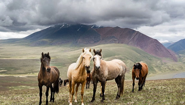 Лошади в Сайлюгемском нацпарке 