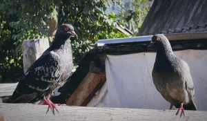 Голуби. Птицы. Барнаул.