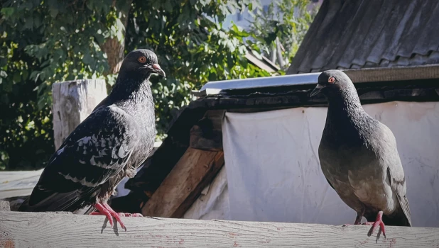 Голуби. Птицы. Барнаул.