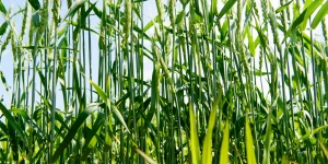 Молодая пшеница. Алтайские поля. Урожай.