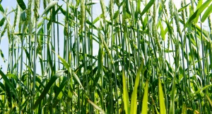 Молодая пшеница. Алтайские поля. Урожай.