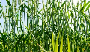 Молодая пшеница. Алтайские поля. Урожай.