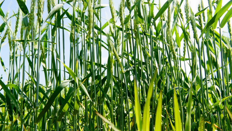 Молодая пшеница. Алтайские поля. Урожай.