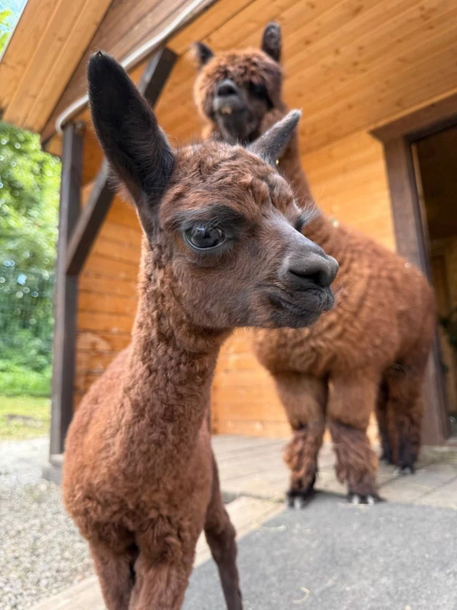 Детеныша альпаки назвали символичным именем Бирлик.