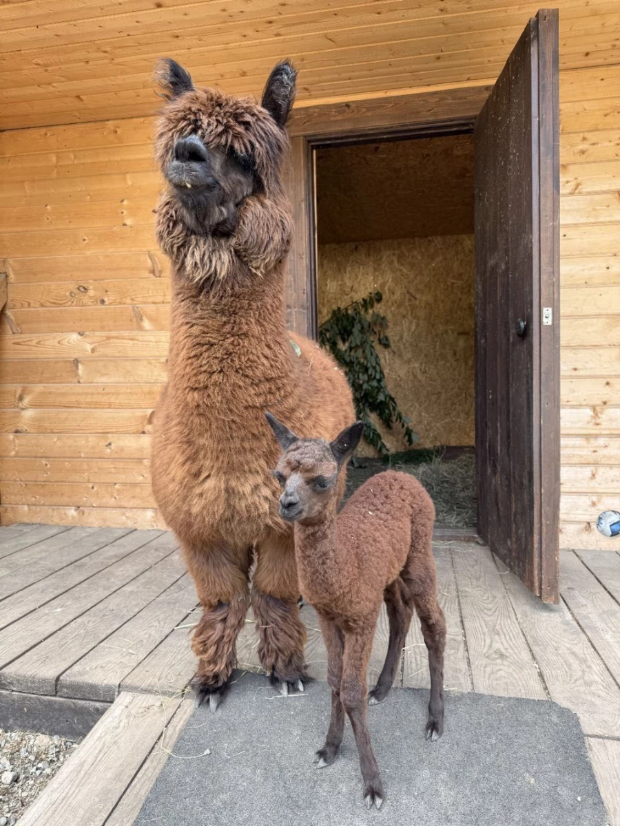 Детеныша альпаки назвали символичным именем Бирлик.