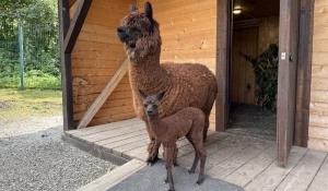 Детеныша альпаки назвали символичным именем Бирлик.