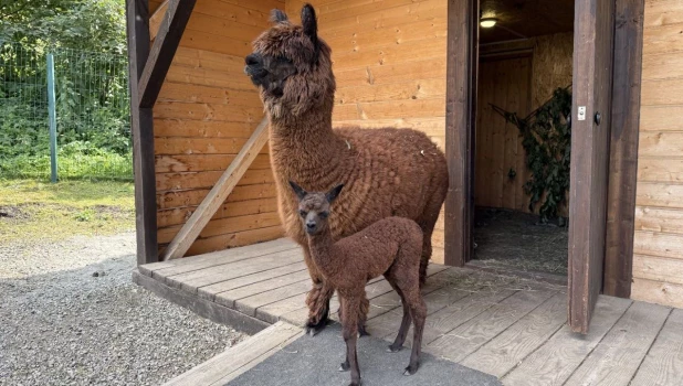 Детеныша альпаки назвали символичным именем Бирлик.