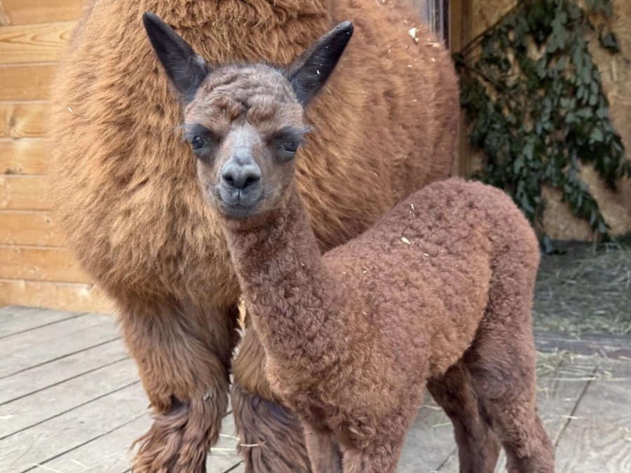 Детеныша альпаки назвали символичным именем Бирлик.