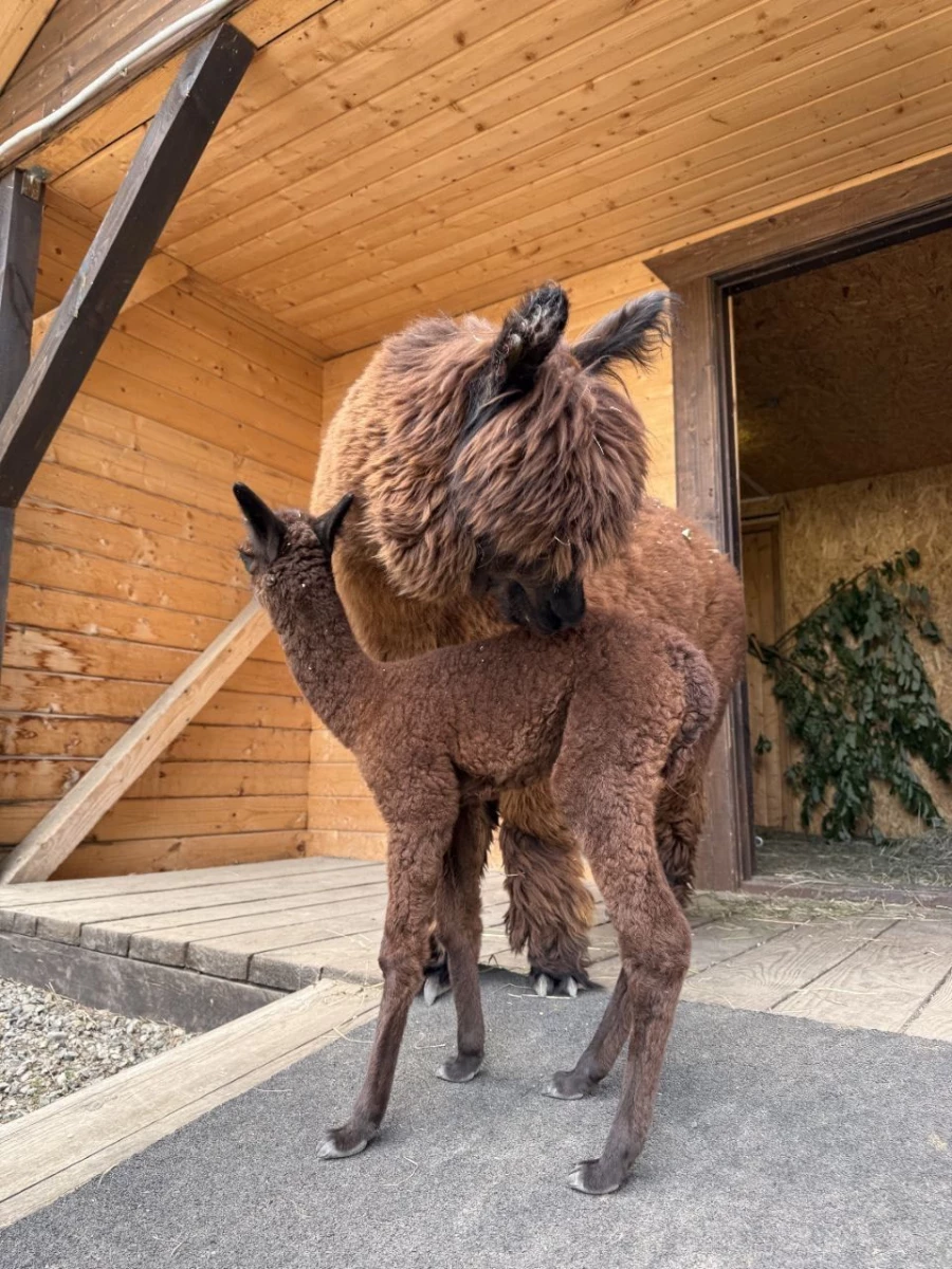 Детеныша альпаки назвали символичным именем Бирлик.