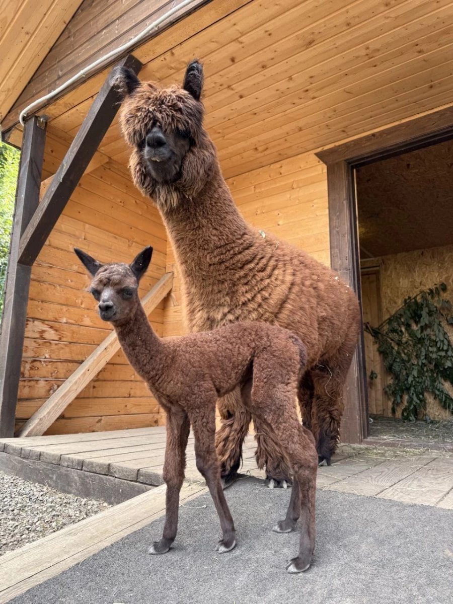 Детеныша альпаки назвали символичным именем Бирлик.