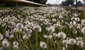 Барнаул. Одуванчики.