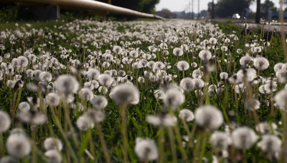 Барнаул. Одуванчики.