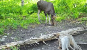 Изображения с фотоловушек 