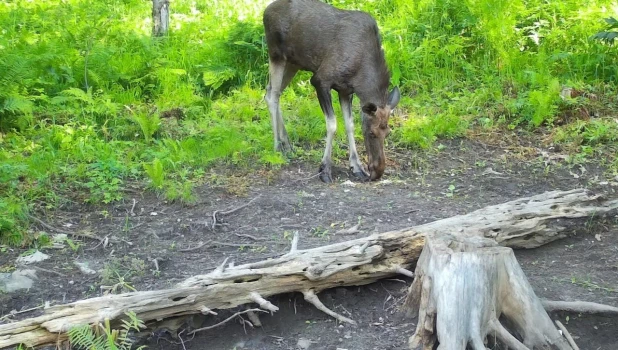 Изображения с фотоловушек 