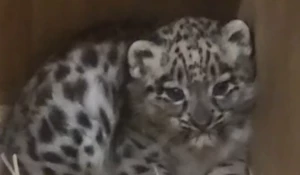 Впервые за 94 года родился котенок снежного барса в зоопарке Честера