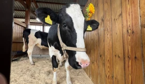 День сибирского поля на Алтае.