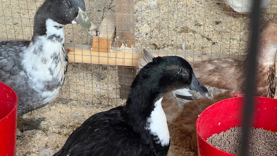 День сибирского поля на Алтае.