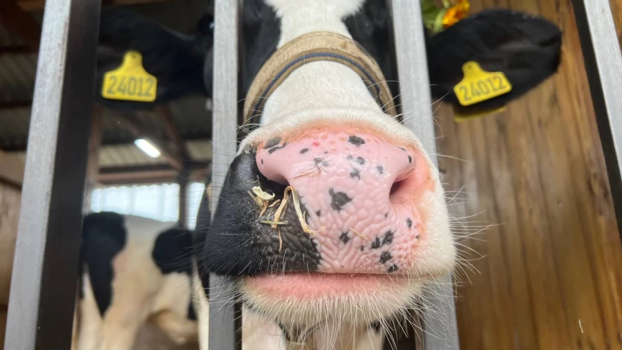 День сибирского поля на Алтае.