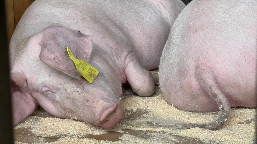 День сибирского поля на Алтае.