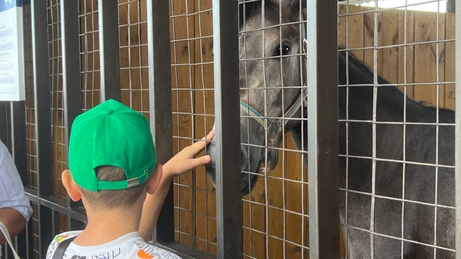 День сибирского поля на Алтае.