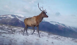 Олени в Алтайском заповеднике 