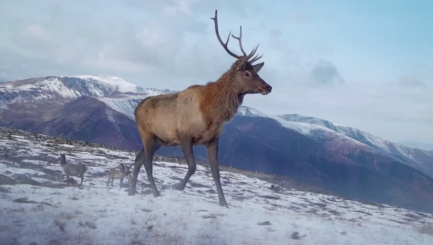 Олени в Алтайском заповеднике 