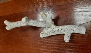 Запрещенные кораллы.