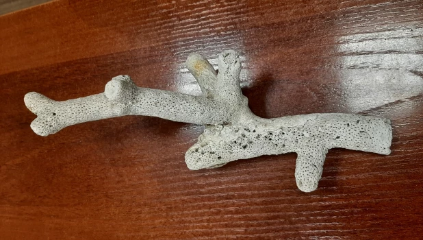 Запрещенные кораллы.