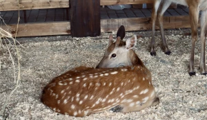 В Белокурихе открыли мини-ферму. 