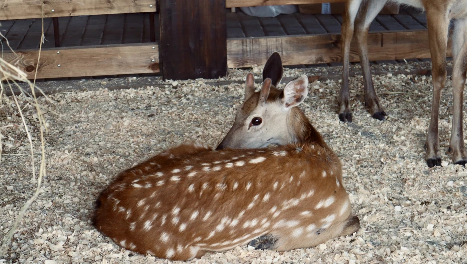 В Белокурихе открыли мини-ферму. 